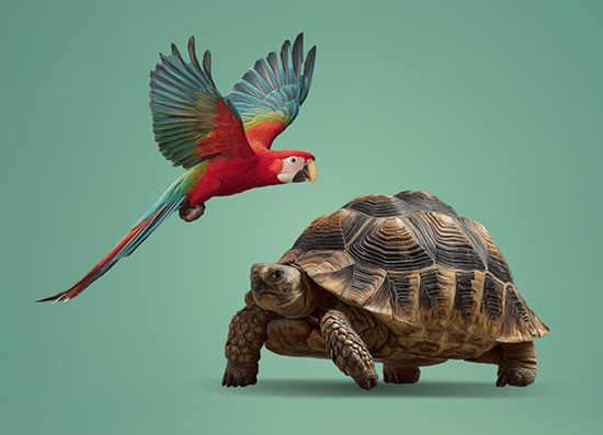 Slider Image 0